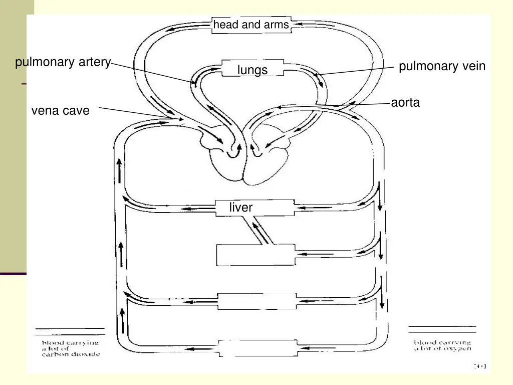 head and arms 6