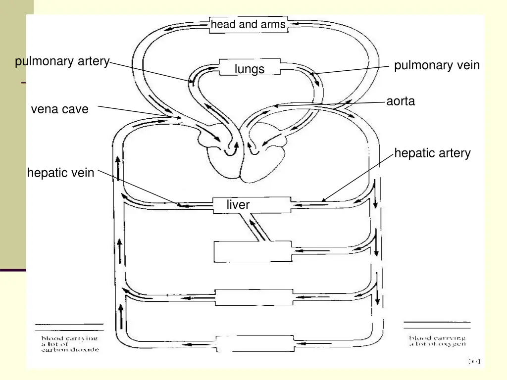 head and arms 7