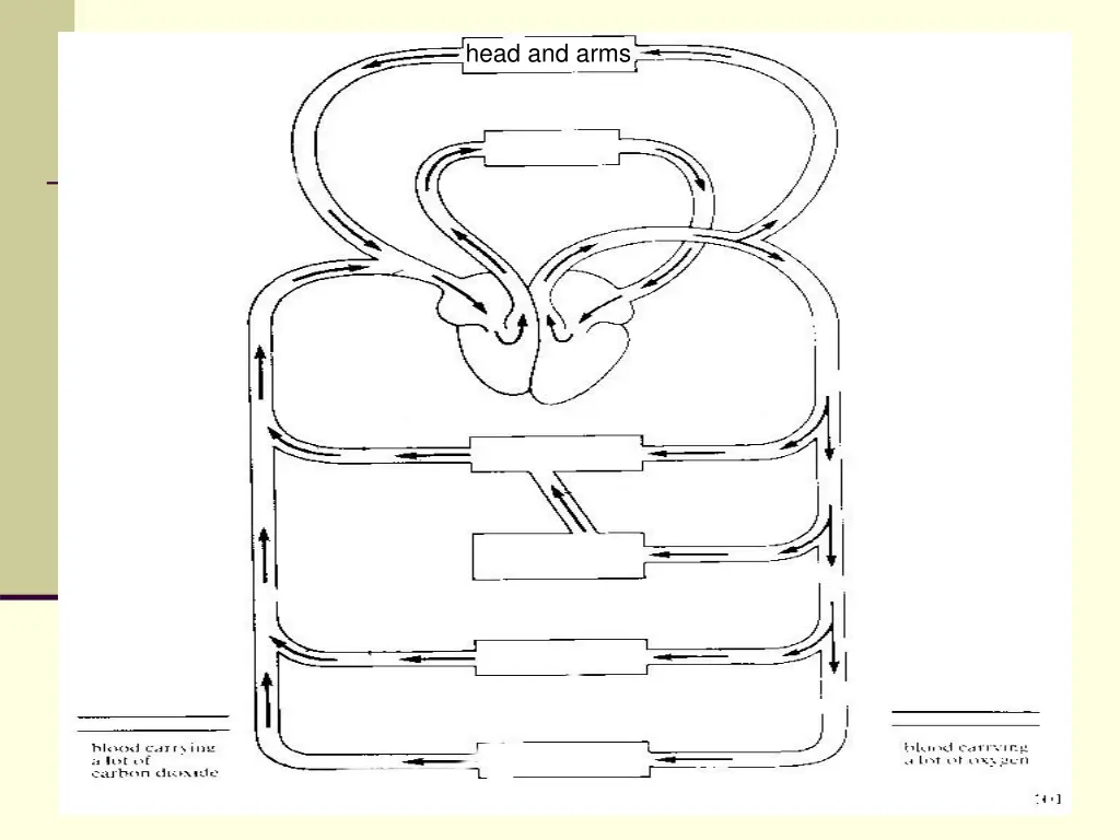 head and arms