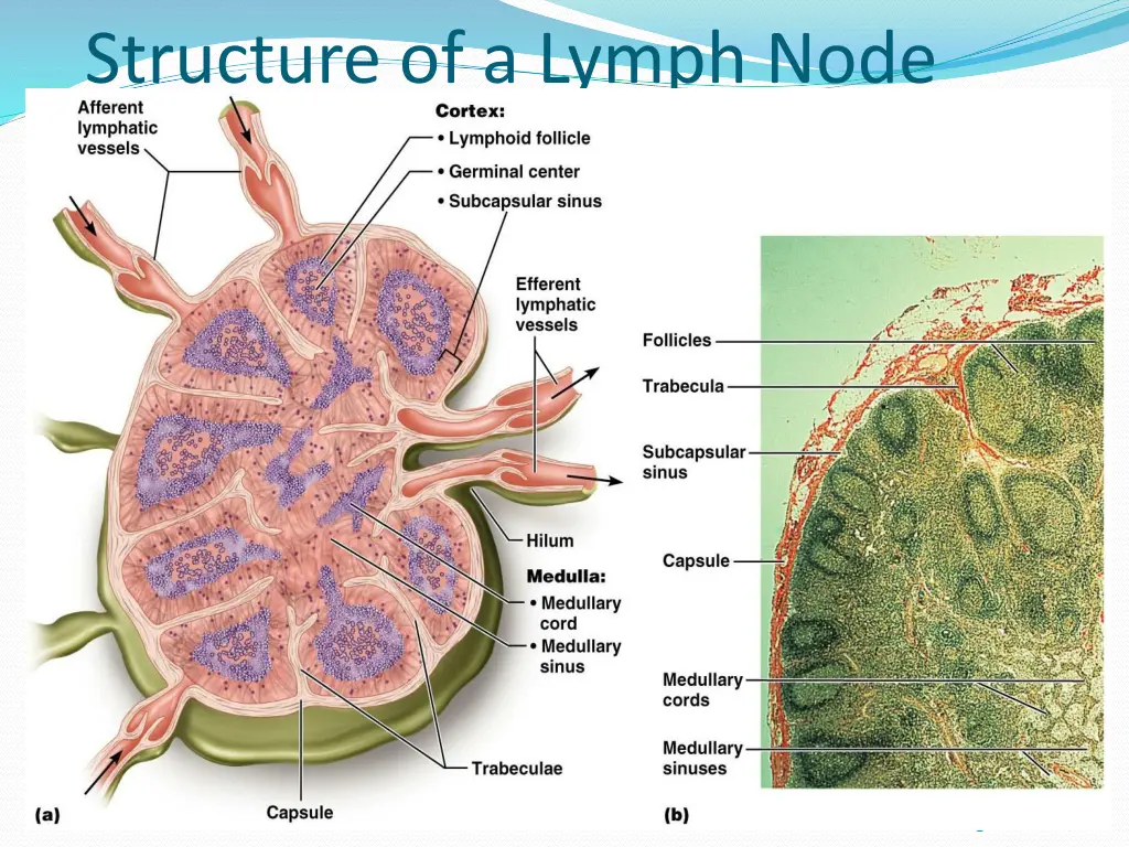 structure of a lymph node