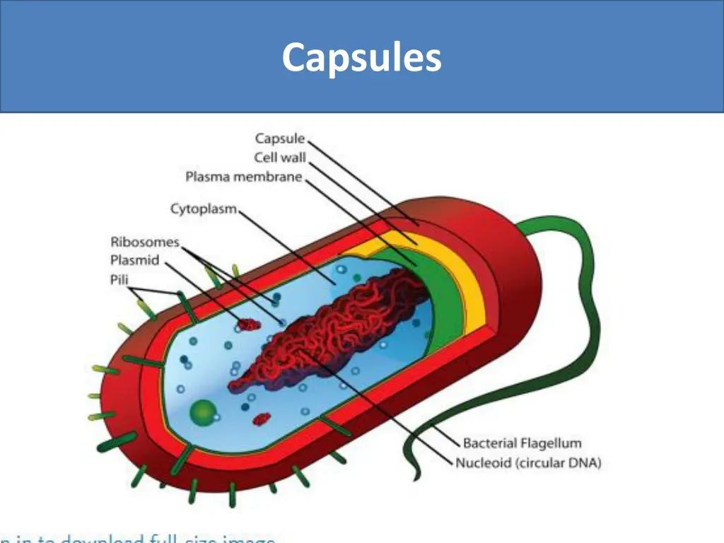 capsules
