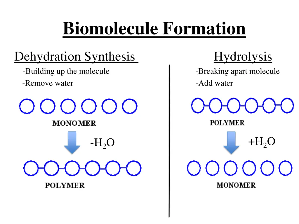 biomolecule formation 1