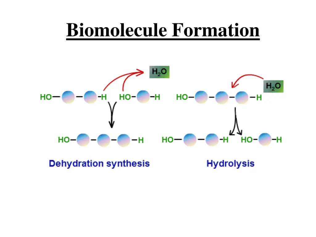 biomolecule formation 2
