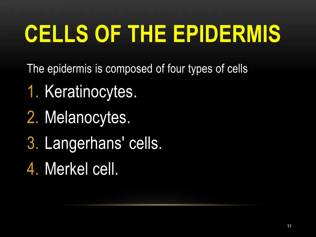 cells of the epidermis