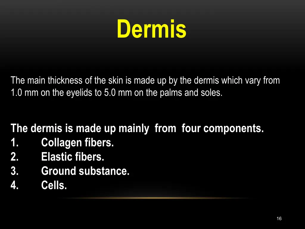 dermis
