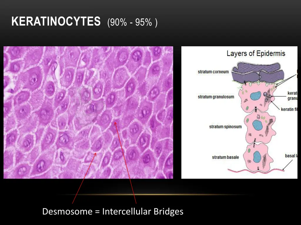 keratinocytes 90 95