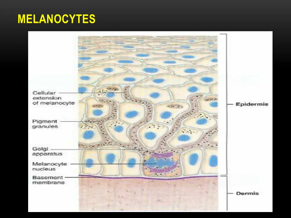 melanocytes