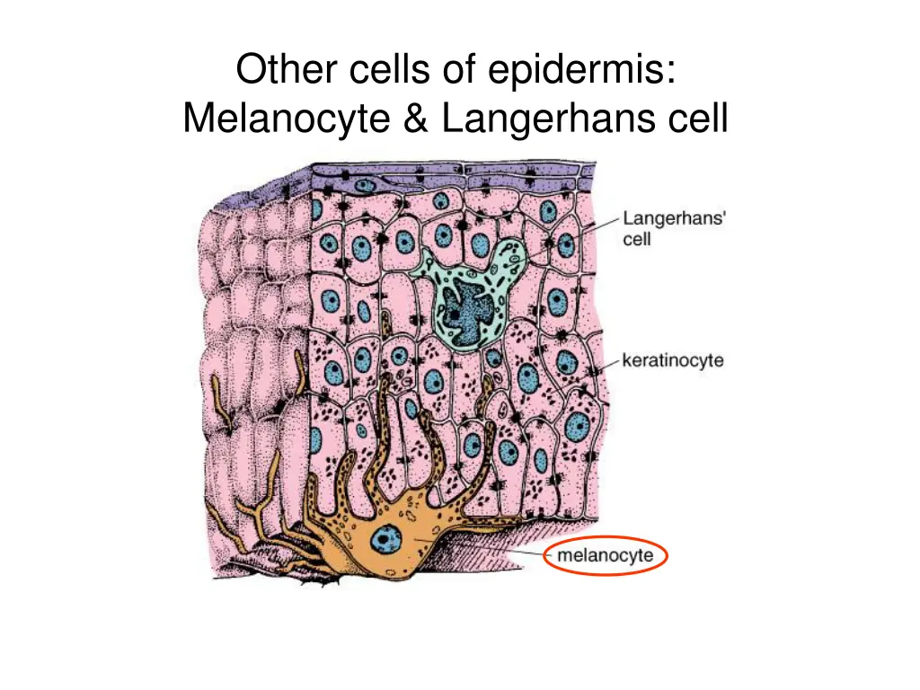 other cells of epidermis melanocyte langerhans