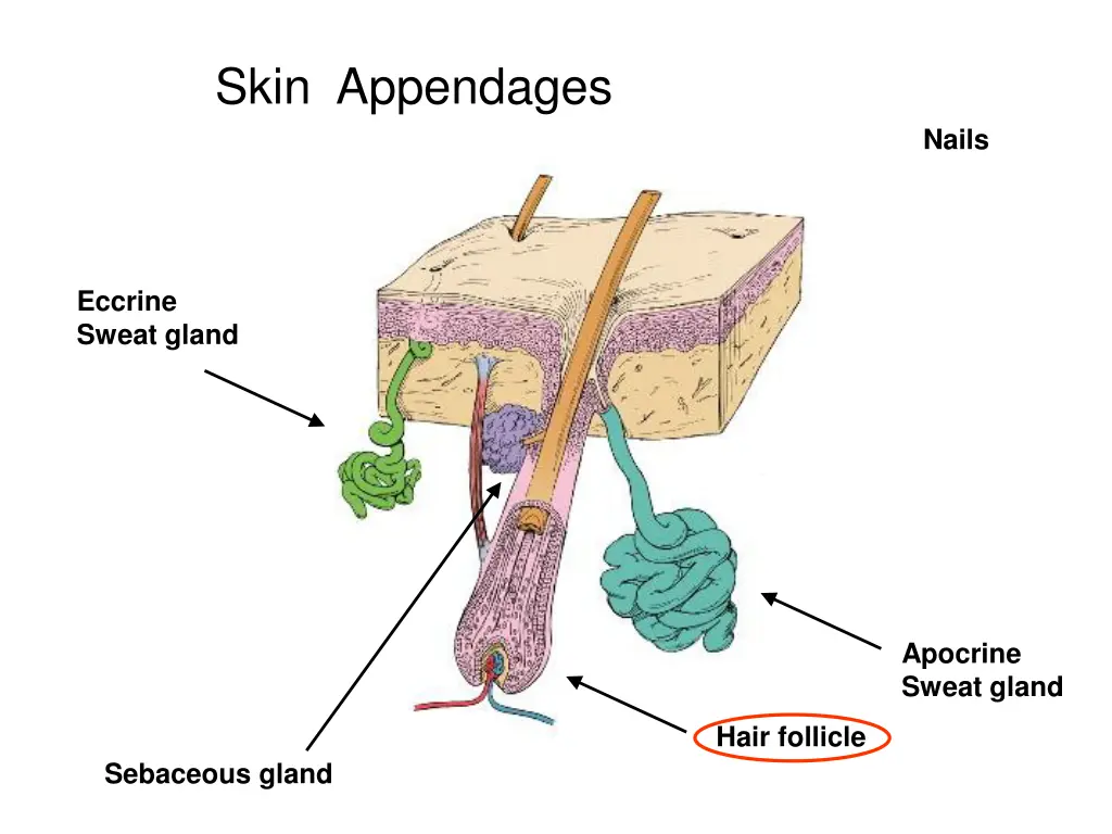 skin appendages 1