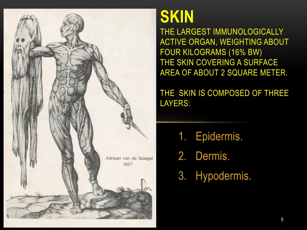 skin the largest immunologically active organ