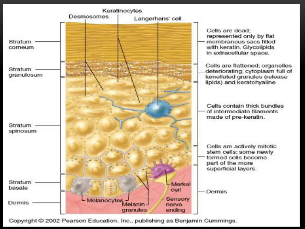 slide15