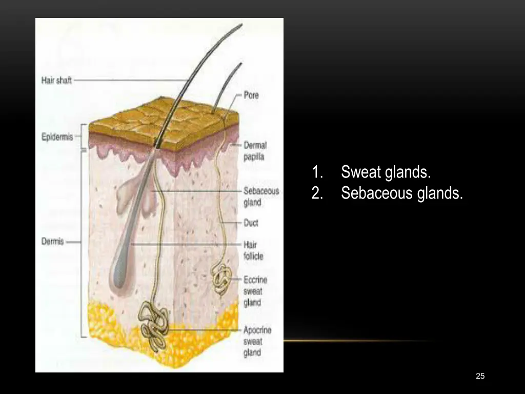 slide25