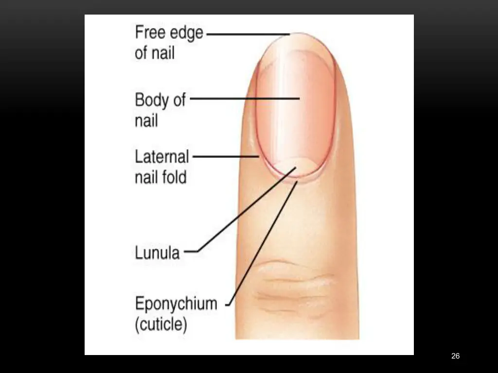 slide26