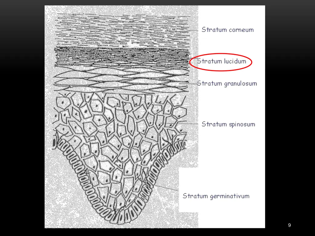 slide9