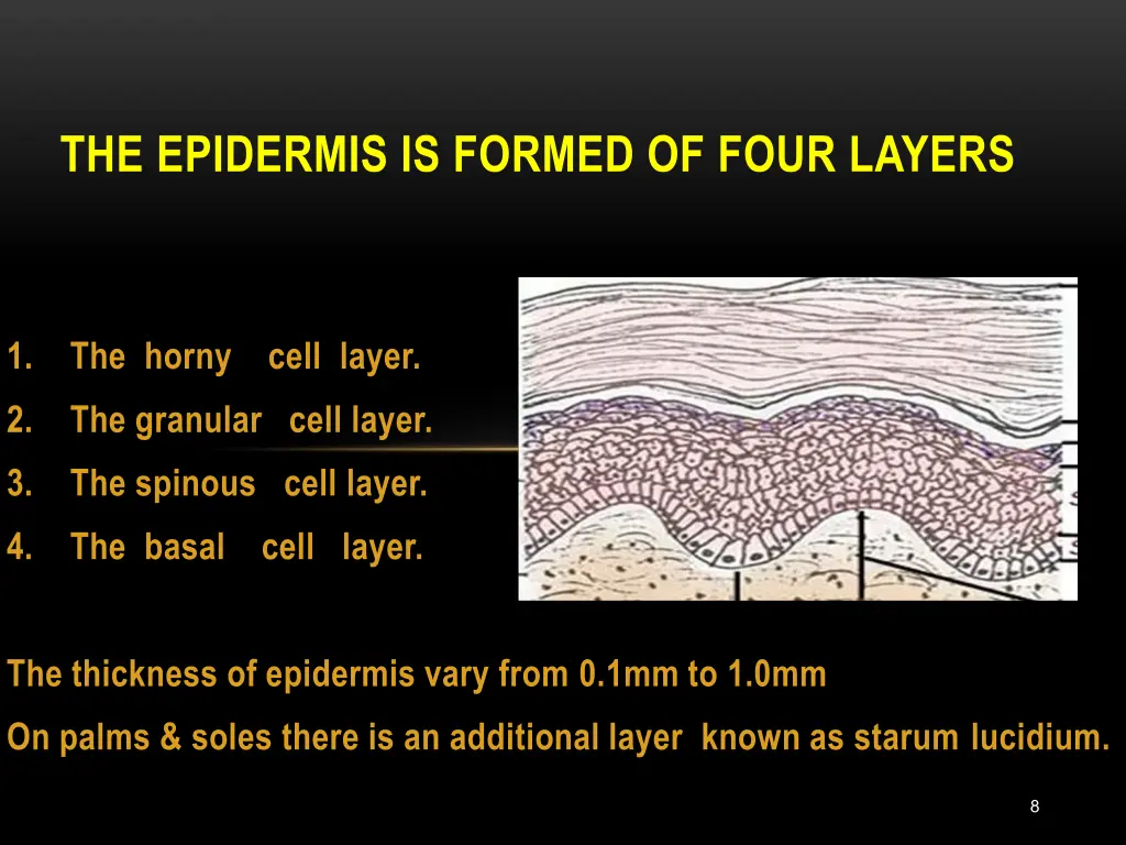 the epidermis is formed of four layers