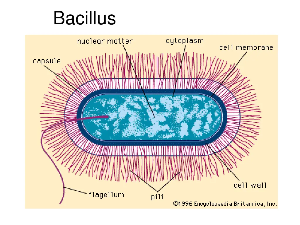 bacillus