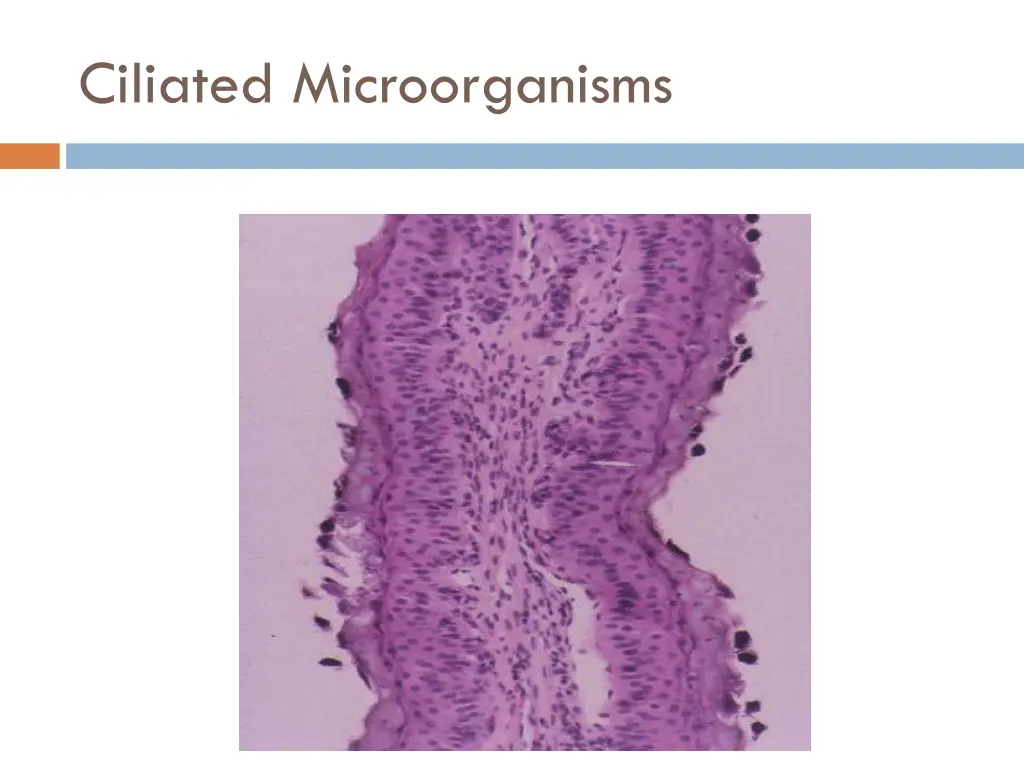 ciliated microorganisms