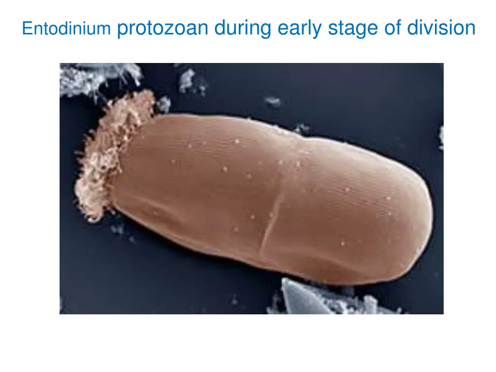 entodinium protozoan during early stage