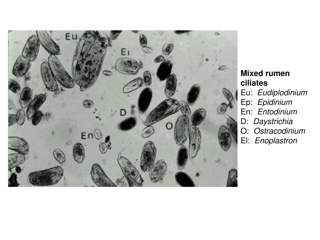 mixed rumen ciliates eu eudiplodinium