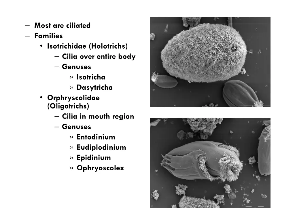 most are ciliated families isotrichidae