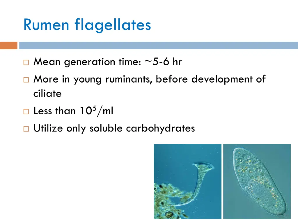 rumen flagellates 1
