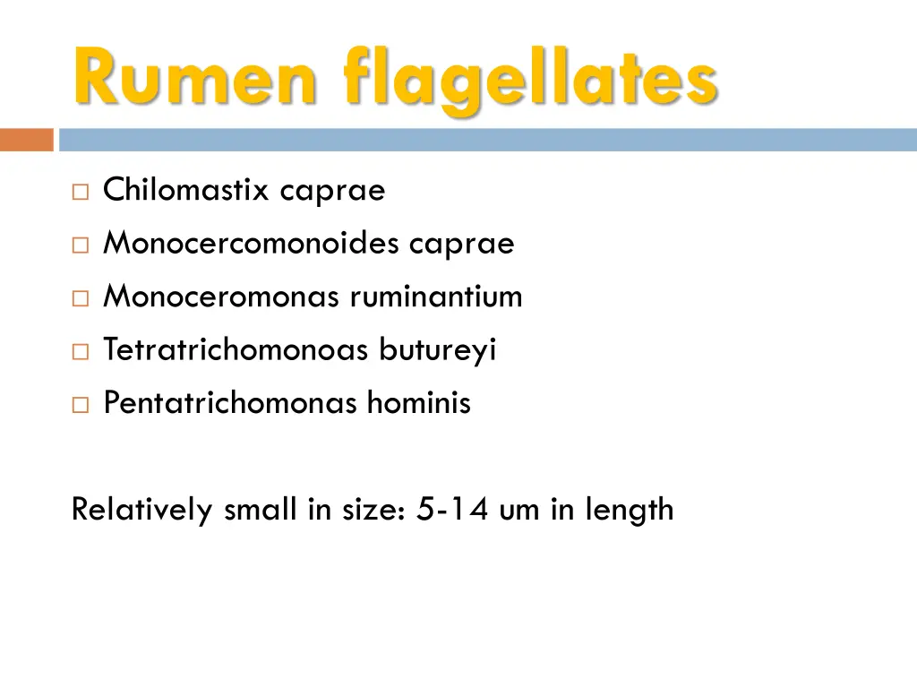 rumen flagellates