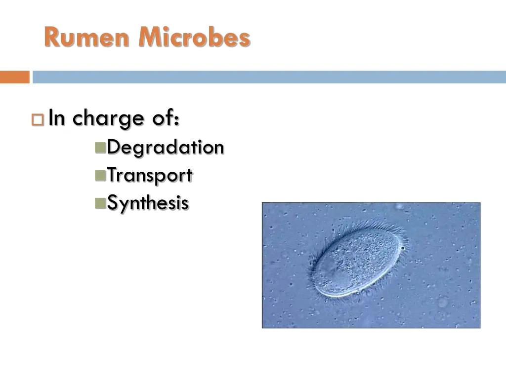 rumen microbes 1