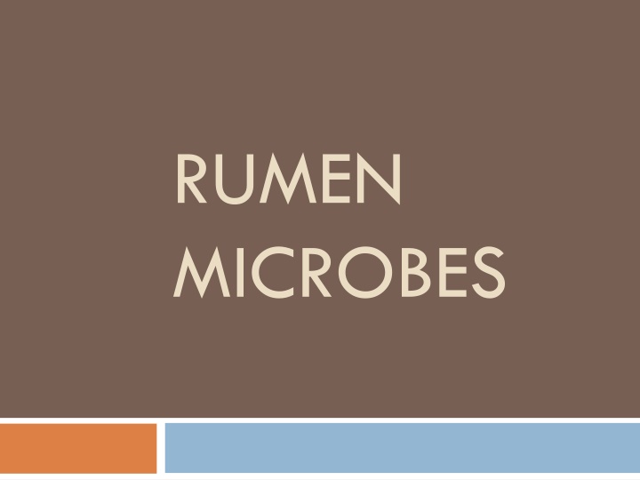 rumen microbes