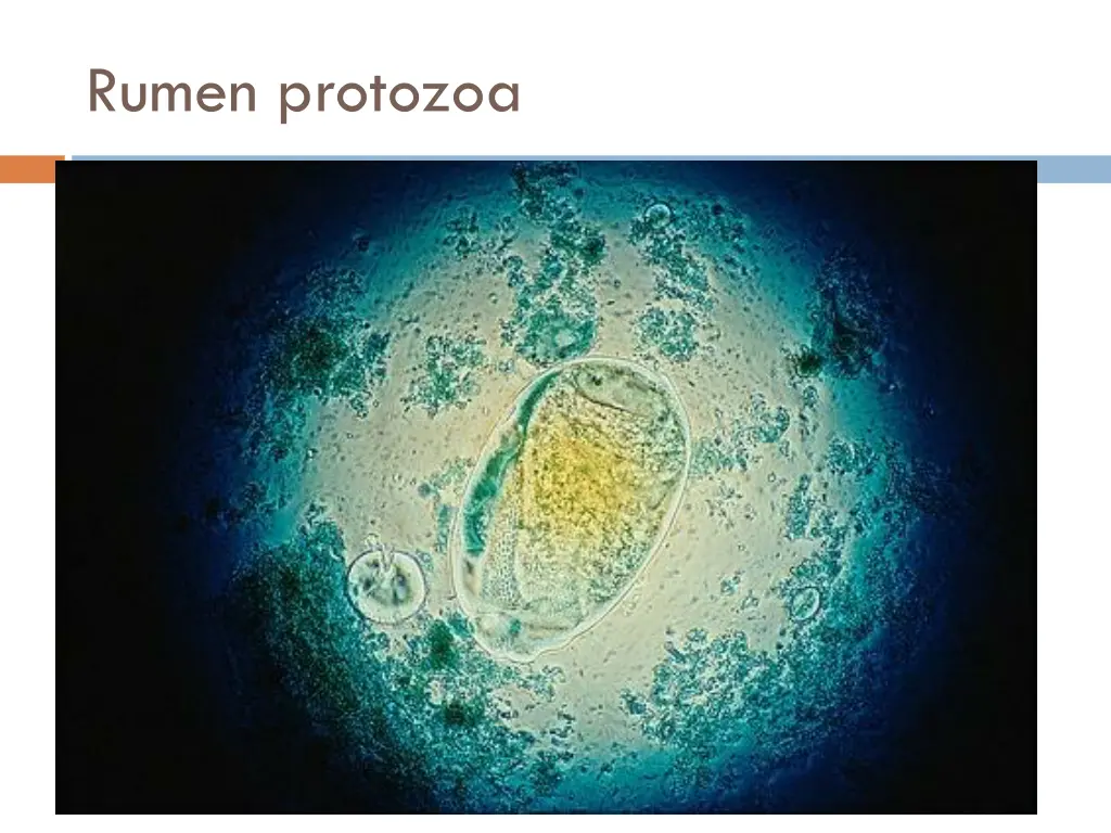 rumen protozoa 2