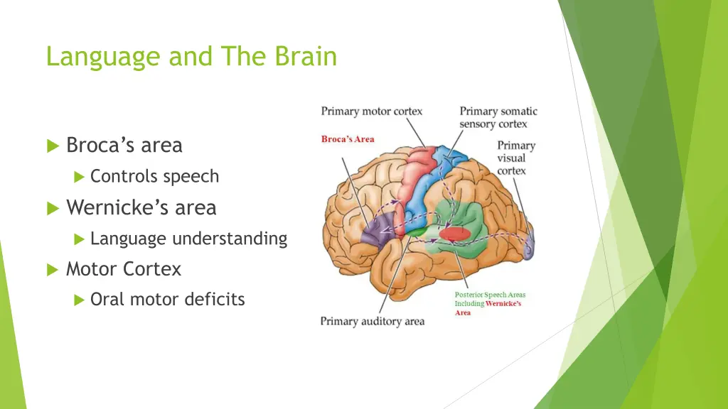 language and the brain