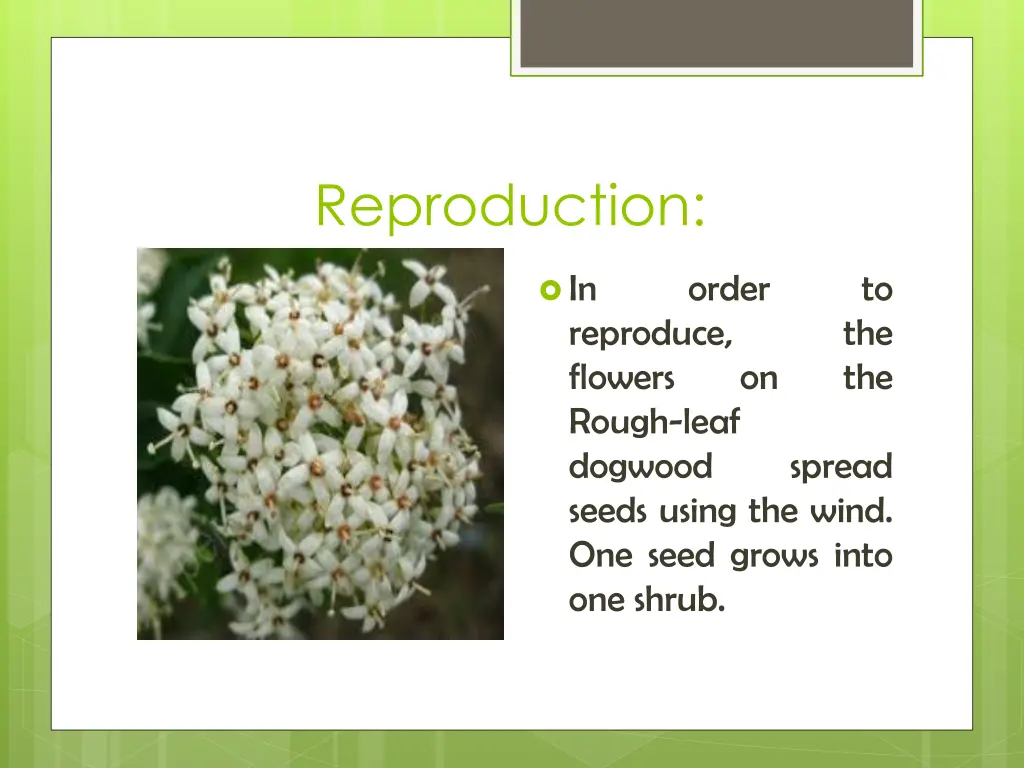 reproduction