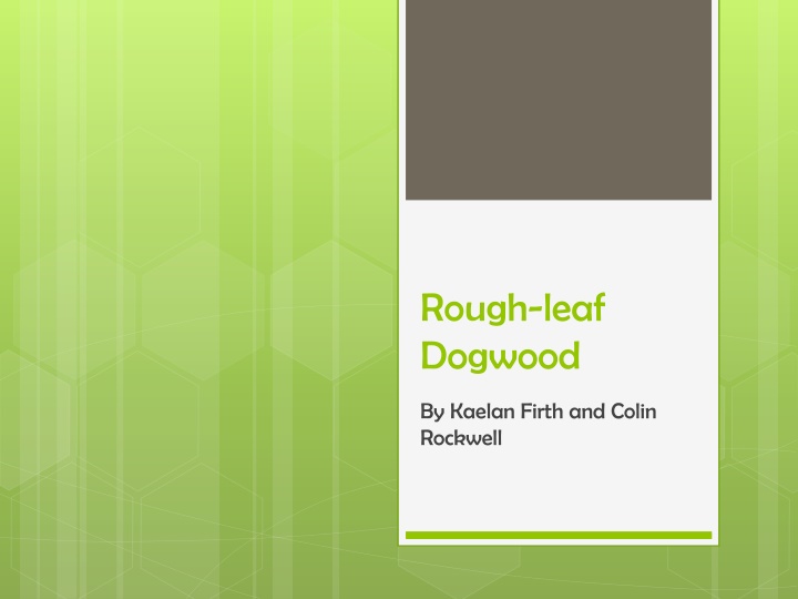 rough leaf dogwood