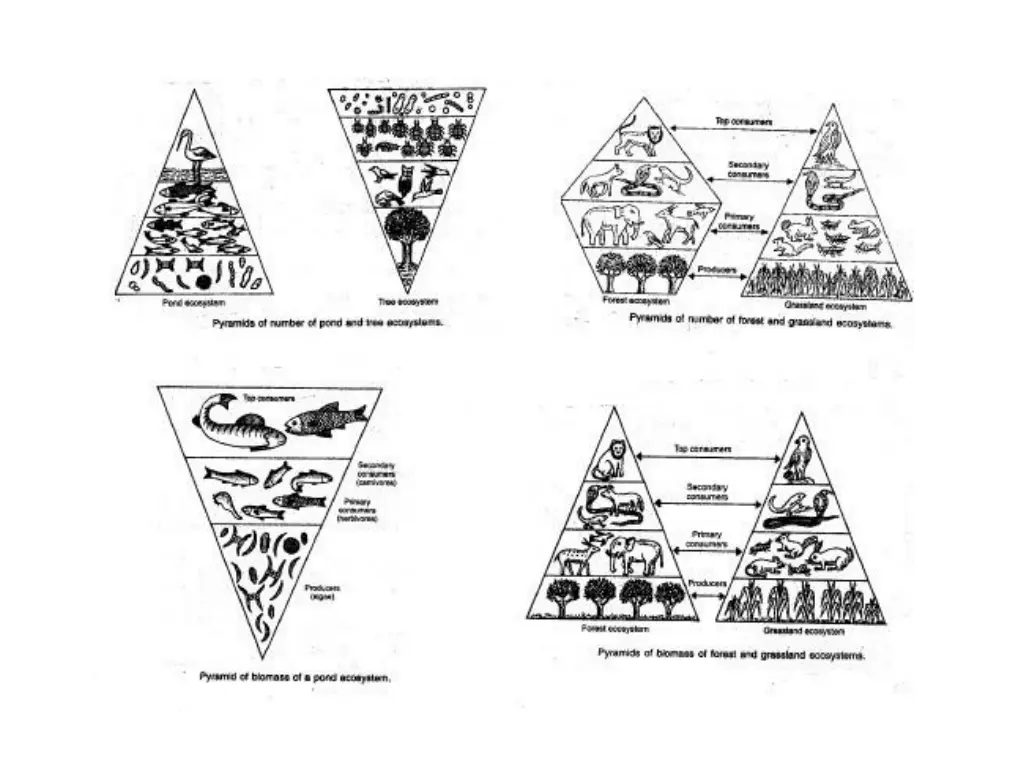 slide11