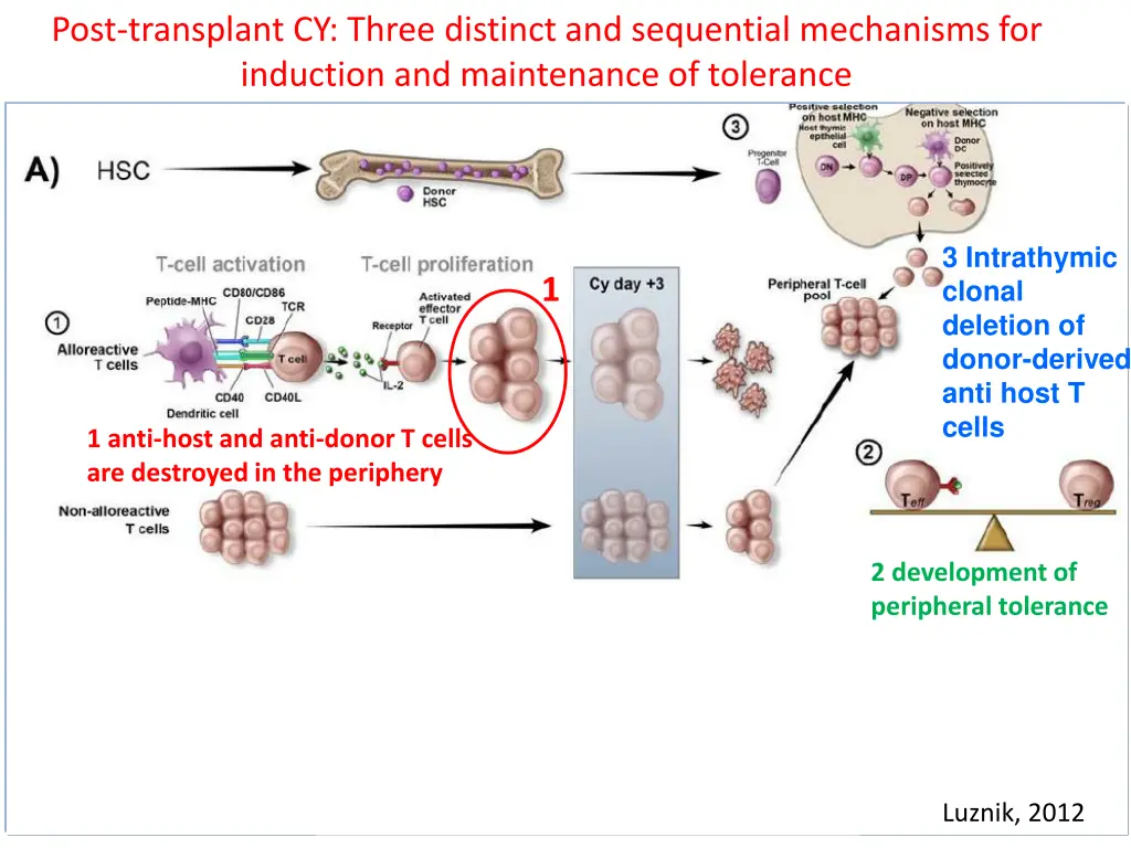 post transplant cy three distinct and sequential