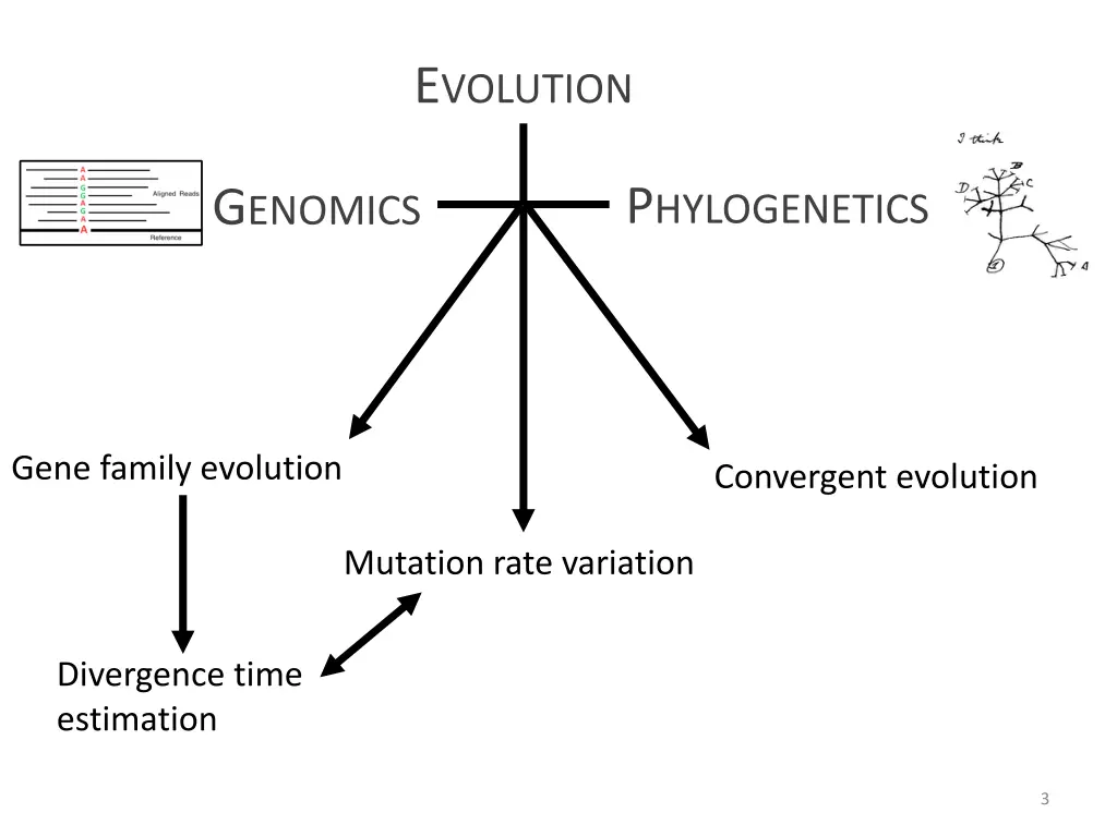 e volution 1