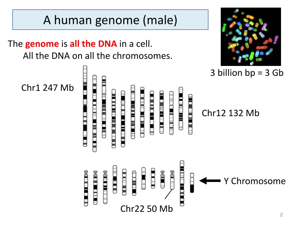 a human genome male