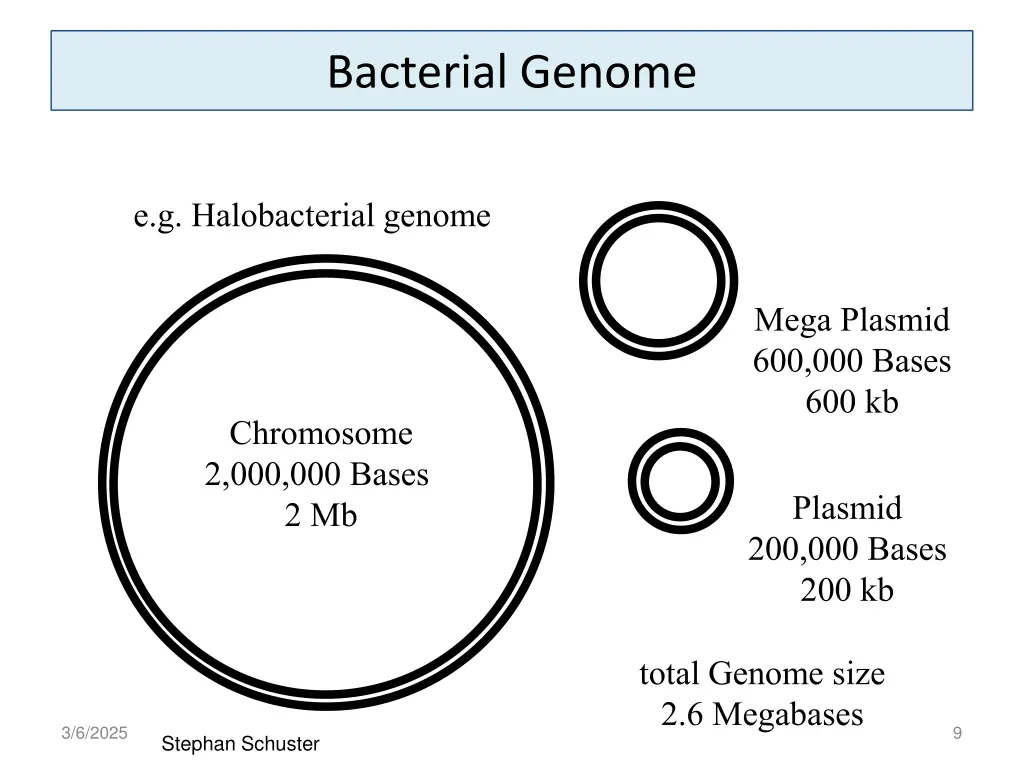bacterial genome