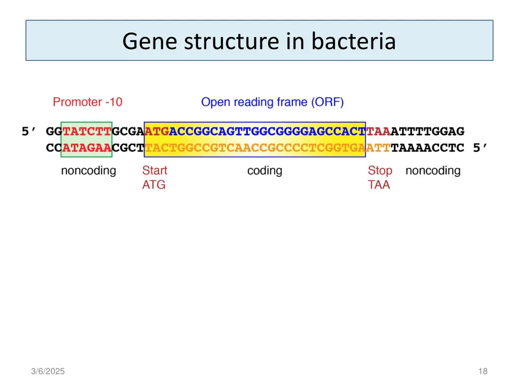 gene structure in bacteria