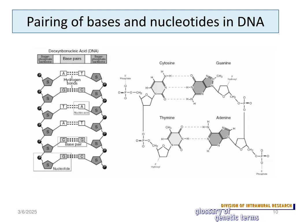 pairing of bases and nucleotides in dna