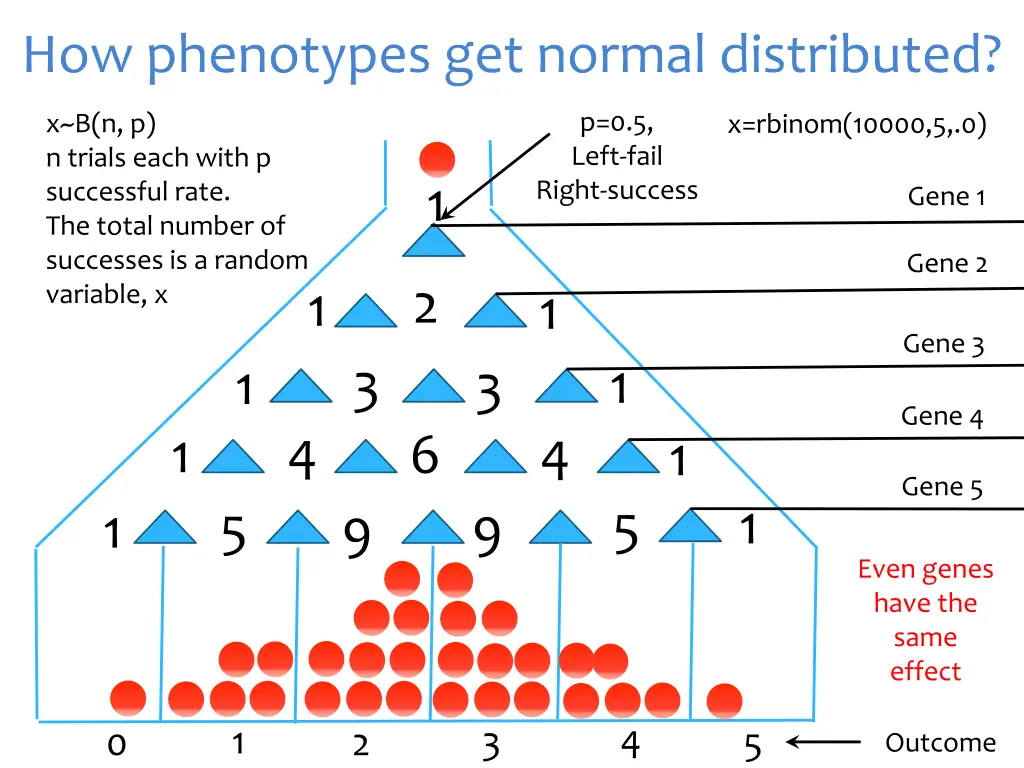 how phenotypes get normal distributed