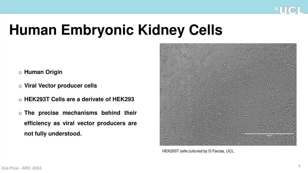 human embryonic kidney cells