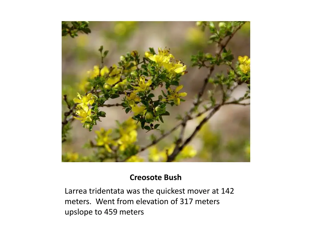 creosote bush