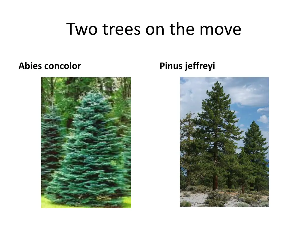two trees on the move