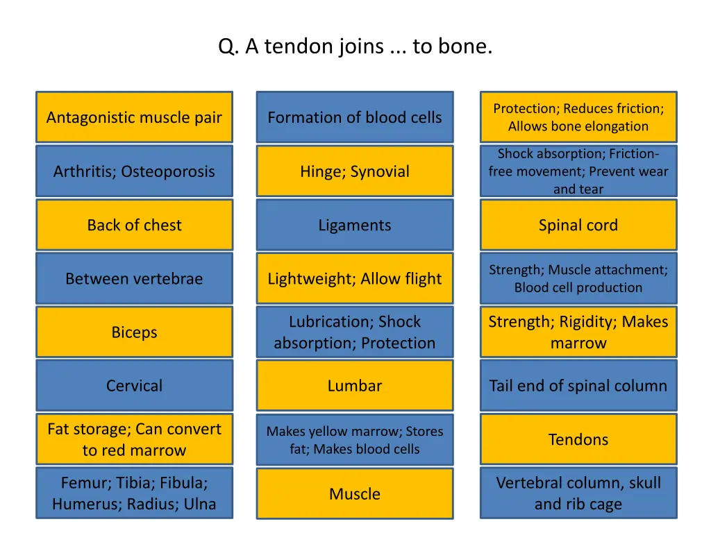 q a tendon joins to bone
