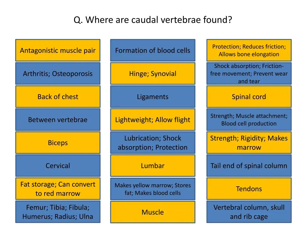 q where are caudal vertebrae found