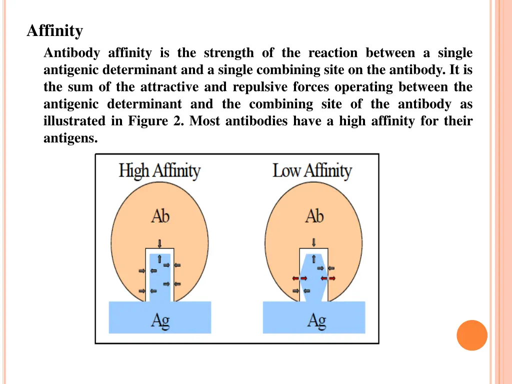 affinity antibody affinity is the strength