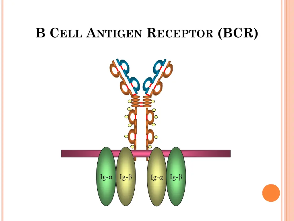 b c ell a ntigen r eceptor bcr