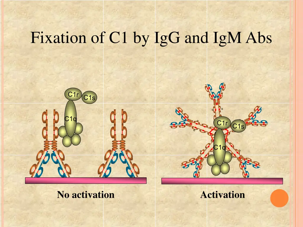fixation of c1 by igg and igm abs