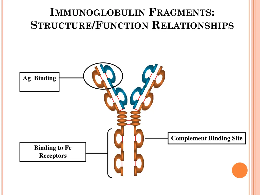 i mmunoglobulin f ragments s tructure f unction 1