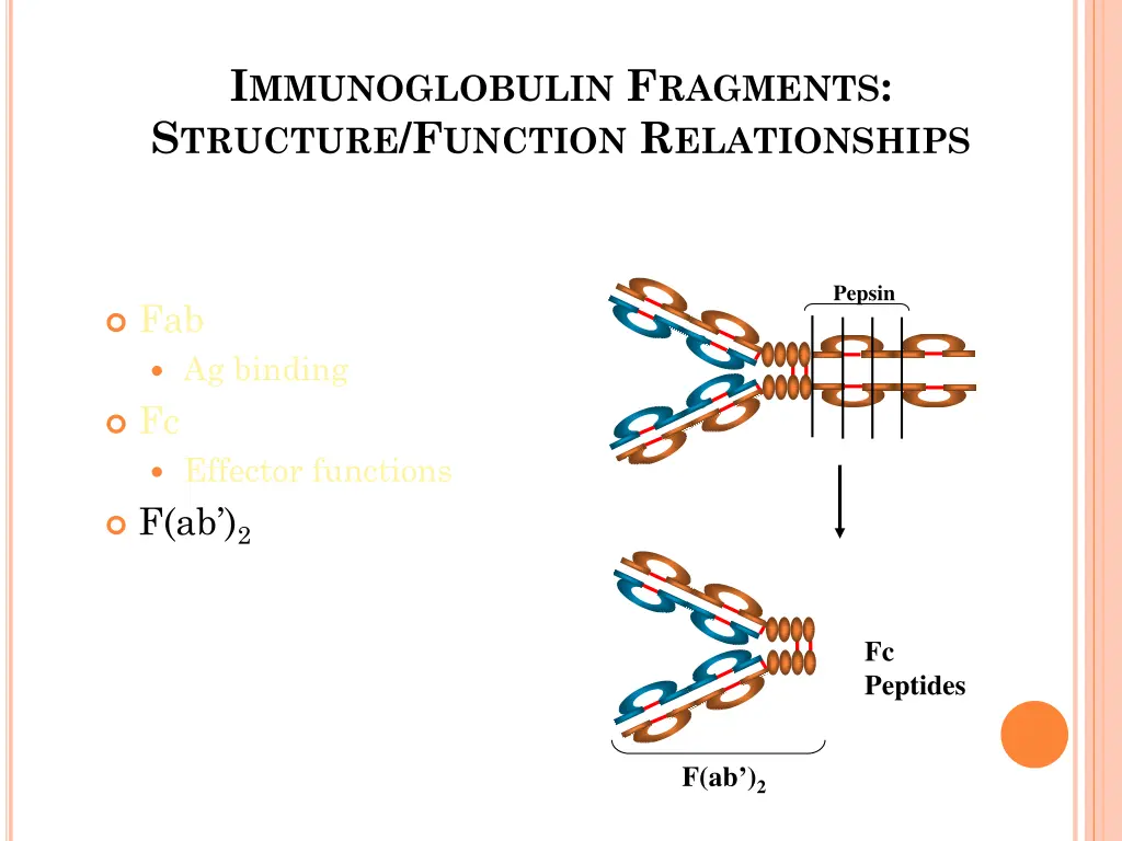 i mmunoglobulin f ragments s tructure f unction 2